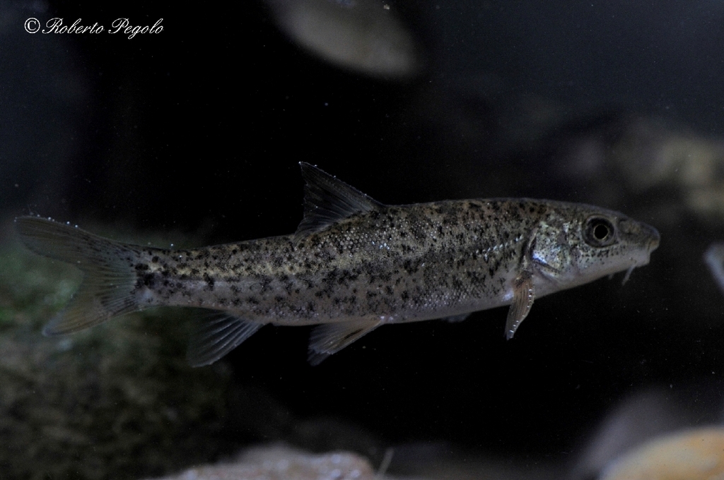 Brook Barbel