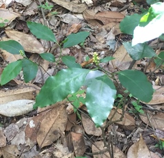 Ditrysinia fruticosa