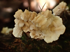 Cymatoderma dendriticum