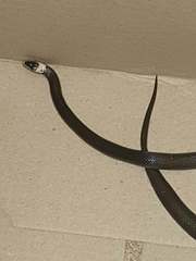 Cacophis harriettae