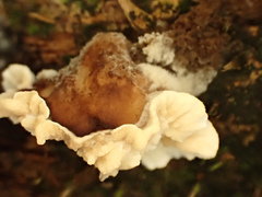 Cymatoderma dendriticum