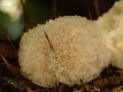 Cymatoderma dendriticum