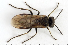 Sciapteryx consobrina