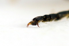 Sciapteryx consobrina