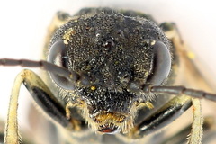 Sciapteryx consobrina