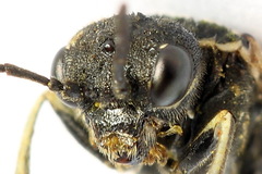 Sciapteryx consobrina