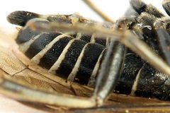 Sciapteryx consobrina