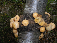 Cyttaria hariotii
