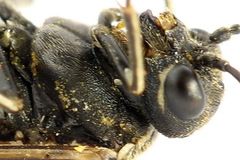 Sciapteryx consobrina