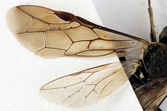 Sciapteryx consobrina