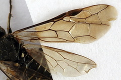 Sciapteryx consobrina