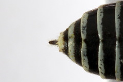 Sciapteryx consobrina