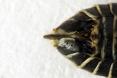 Sciapteryx consobrina