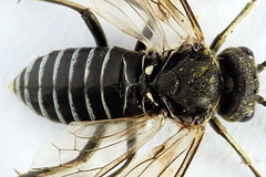 Sciapteryx consobrina