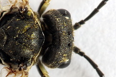 Sciapteryx consobrina