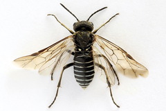 Sciapteryx consobrina