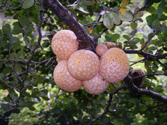 Cyttaria hariotii