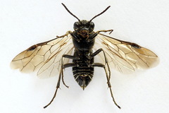 Sciapteryx consobrina