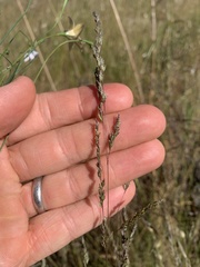 Poa sieberiana