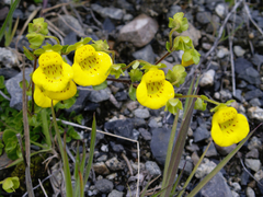 Calceolaria tenella