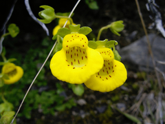 Calceolaria tenella
