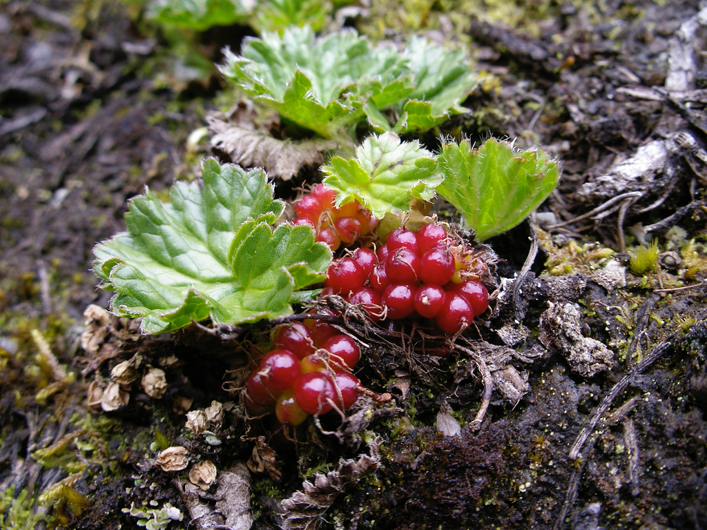 Frutilla del diablo
