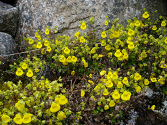Calceolaria tenella