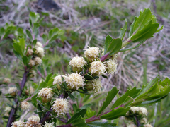 Baccharis patagonica