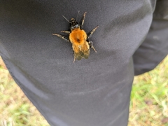 Bombus diversus