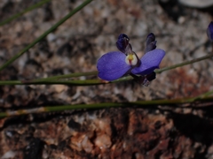 Comesperma sphaerocarpum