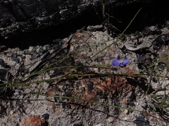 Comesperma sphaerocarpum