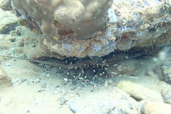 Panulirus ornatus
