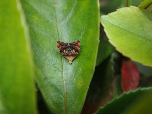 Choreutis sexfasciella