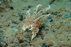 Sepia papuensis