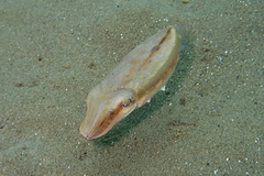 Sepia papuensis