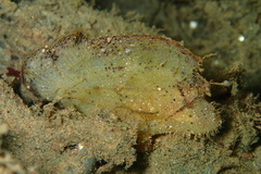 Taenianotus triacanthus