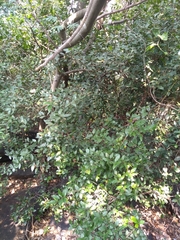 Atalantia monophylla