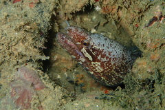 Gymnothorax zonipectis