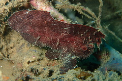 Ablabys taenianotus