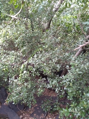 Atalantia monophylla