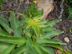 Eucomis autumnalis