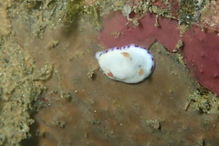 Goniobranchus