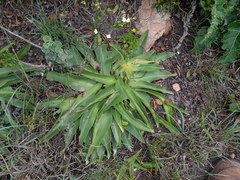 Eucomis autumnalis
