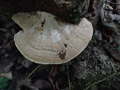 Trametes orientalis