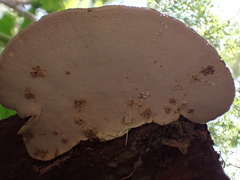 Trametes orientalis