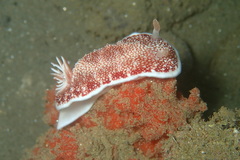 Goniobranchus