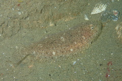 Aseraggodes suzumotoi