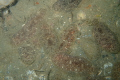 Aseraggodes suzumotoi