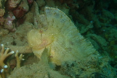 Taenianotus triacanthus