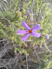 Jamesbrittenia foliolosa